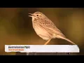 Download Lagu Australasian Pipit Call #birds #birdsounds