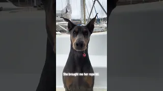 #fypシ #Fyp #Dream #pets #doberman