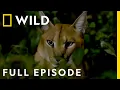Download Lagu African Savanna: The Fight for Survival (Full Episode) | Dead by Dawn