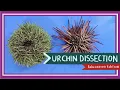 Sea Urchin Dissection Aristotle s Lantern EDU