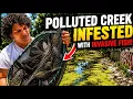 This Polluted Florida Creek Was INFESTED With Invasive Fish
