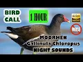 Download Lagu Suara Pikat Burung Mandar Malam Hari Terbaik, Paling Cepat Datang Durasi 1 Jam 1 Hour Moorhen Sound