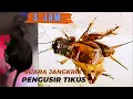 Download Lagu Suara Jangkrik Pengusir Tikus