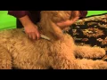 Removing Knots with the Knot Out Comb