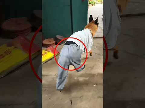 Dog Forgot How to Walk 😂🐶