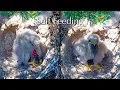 Download Lagu #131🦃🐥16°🐥16°🐥16°🐥16°／Avila🇪🇸Kestrel Nest 2025／ Powerd by DIRECTO NATURA
