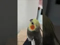 Download Lagu Cockatiel Talking 👄 #birds #funnyanimal #talkingparot #cockatiel #cute
