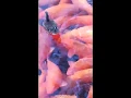 Download Lagu koi fish pond big koi pond fish mix top grad top level mix one pond