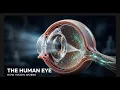 Your Eyes Don t Actually See Here s How Vision Works