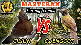 Download CILILIN VS CUCAK JENGGOT - Masteran Tembakan Dan Besetan Idaman Juriii || Masteran Joss Dan Istimewa MP3