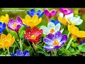 Lord, I Need You ~ Christian Music Worship Songs With Lyrics Hillsong Playlist ~ Peaceful Morning