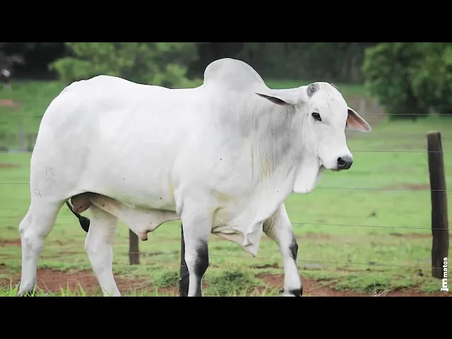 Touro Nelore AFOM - 5248