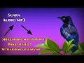 Download Lagu JAMINAN SRIGUNTING MU LANGSUNG RIBUT SETELAH PUTAR INI, SOLUSI SRIGUNTING ABU MALAS BUNYI,JADI NYAUT