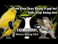 Download Lagu Terapi Untuk BURUNG STRES, MUDA HUTAN, MACET BUNYI