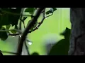 10 Hour | Rain Sounds for Sleep | Meditation | Study | Focus | Spa | Calming Background Ambience
