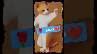فيصل فيصل فيصل Cat Shorts Foryou Shortsyoutube Comedy Reels  فيصل فيصل فيصل Cat Shorts Foryou Shortsyoutube Comedy Reels