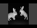 Download Lagu Bunnies (Metal Version)