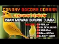 Dijamin canary macet bunyi auto dorr #CanaryGacor #PancinganCanary #bunyiburung 