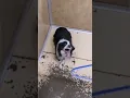 A day in the life of dog facility owners