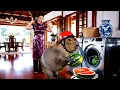 Download Lagu Bà và Capybara tập 14 | CAPY TỚI NHÀ CÔ TẤM Ở