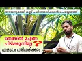 Download Lagu തെങ്ങിൽ നിന്ന് മച്ചിങ്ങ കൊഴിയുന്നുണ്ടോ?  ഇതു ചെയ്താൽ മതി