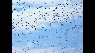 sp punggawa 3asia by beny wk