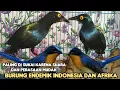 Download Lagu PALING DI SUKAI KARENA SUARA DAN PERAWATAN MUDAH BURUNG ² ENDEK INDONESIA DAN AFRIKA