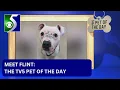 Pet of the Day Meet Flint
