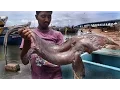 15 Bizarre Creatures from the Sea
