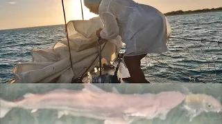 SAILING and SHARKS