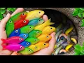 Download Lagu The incredible catch colorful aquarium fish in small pond: pencil fish, glass fish, eel, baby turtle