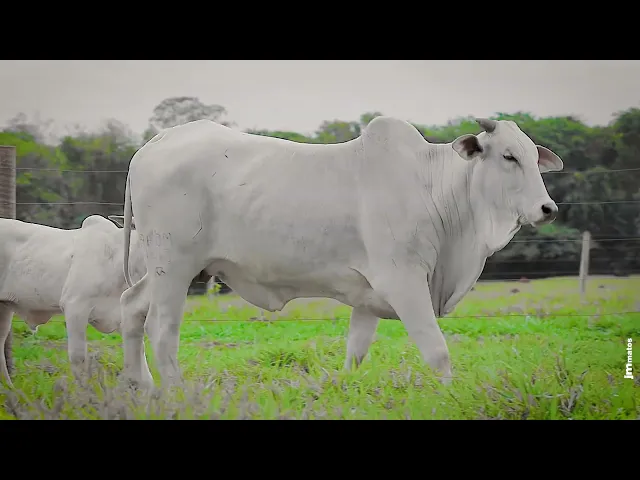 Novilha Nelore AFOM - 4513