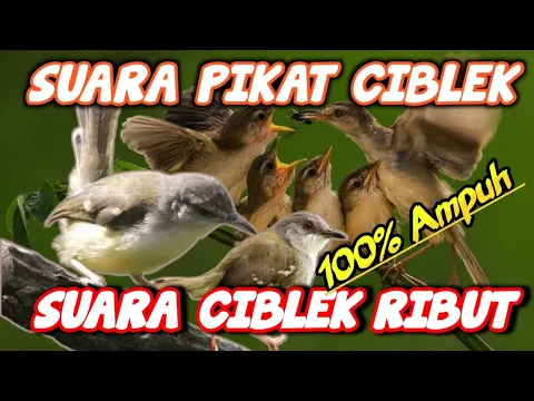 Download MP3 SUARA PIKAT CIBLEK RIBUT || Pancingan Ciblek Liar || Ampuh..