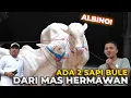 DAPET KADO LAGI DARI MAS HERMAWAN, 2 SAPI BULE GAESS..!