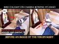 Download Lagu Bird Caught On Camera Bowing Before An Image Of The Holy Mother