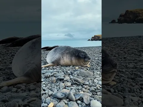 Seal sneezes sound like farts