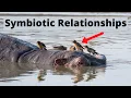 Examples of Symbiotic Relationships in Nature