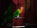Lagu Lovebird isian cililin sambung cigun sambung kenari