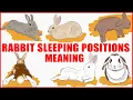 What Your Rabbit s Sleeping Position Reveals About Their Personality Health and Character