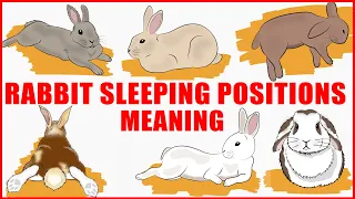 Download What Your Rabbit's Sleeping Position Reveals About Their Personality, Health and Character MP3