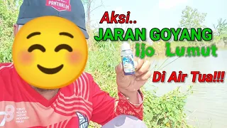 Download Ketika Bolo Demit JARAN GOYANG Beraksi Lagi di Daerah Utara‼️ MP3