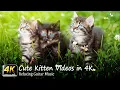 Kittens 4K - Cute Kitten s in 4K