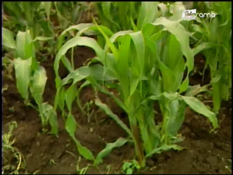 Ecuador Agropecuario 03-08-2018