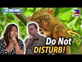 Download Lagu QUIET PLEASE! The Adorable Tarsiers of Bohol, Meet the Worlds Smallest Primates!
