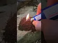 Download Lagu Using coffee grounds to keep mosquitos away