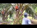 Download Lagu LUAR BIASA.!! PANEN SAWIT PPKS DUMPY SUPER KELILING