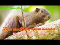Download Lagu suara pikat tupai atou bajing terbukti ampuh