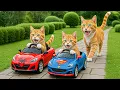 Download Lagu Mama Cat Trims Fur on the Farm and Makes Tiger Hat For Kittens At Home🐾🎩🐯