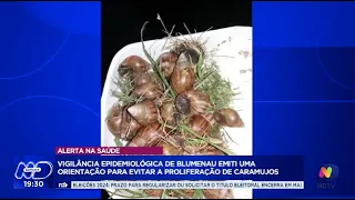Sa&uacute;de em foco: alerta da Vigil&acirc;ncia Epidemiol&oacute;gica de Blumenau para evitar caramujos