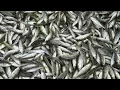 Fall Fish Reproduction Surveys Subcaptioned - NDGNF